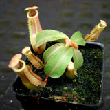 Nepenthes [(Rokko x boschiana) x veitchii] x veitchii "The Wave" , CAR-0271