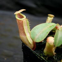 Nepenthes [(Rokko x boschiana) x veitchii] x veitchii "The Wave" , CAR-0271