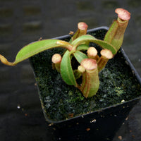 Nepenthes [(Rokko x boschiana) x veitchii] x veitchii "The Wave" , CAR-0271