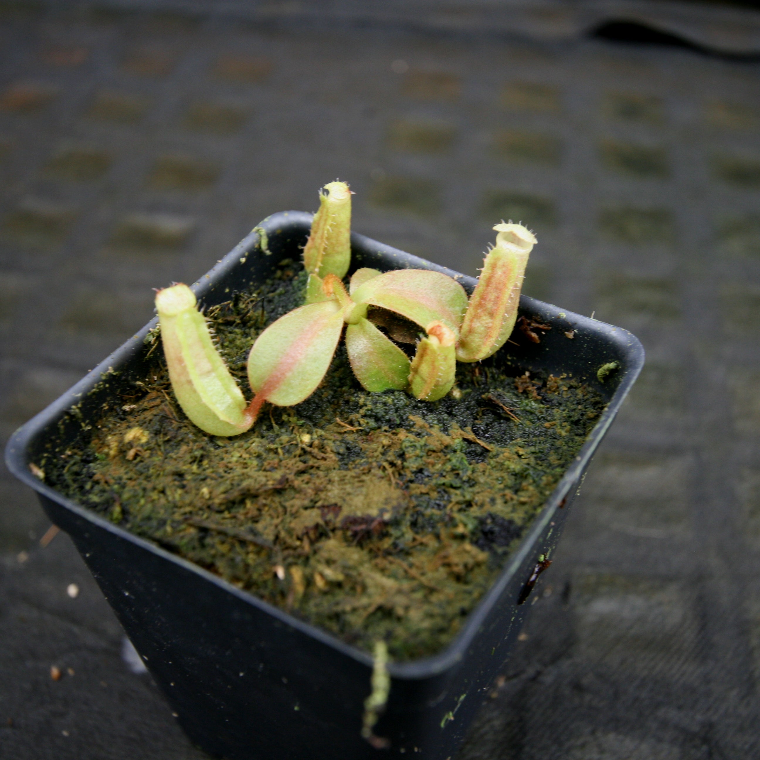 Nepenthes [(Rokko x boschiana) x veitchii] x veitchii 