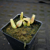 Nepenthes [(Rokko x boschiana) x veitchii] x veitchii "The Wave" , CAR-0271