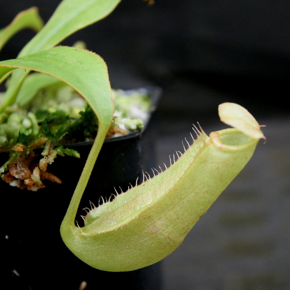 
                      
                        Nepenthes sumatrana
                      
                    