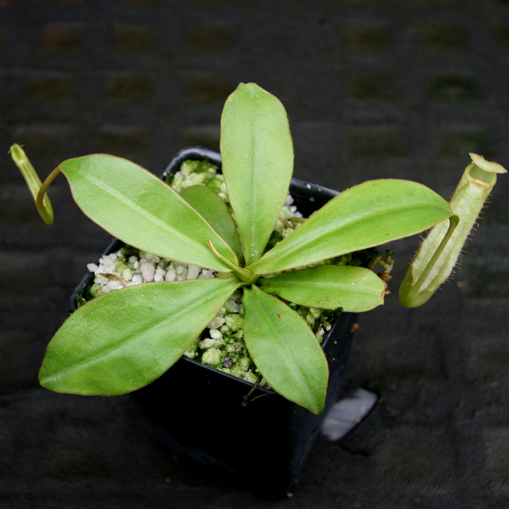 
                      
                        Nepenthes sumatrana
                      
                    