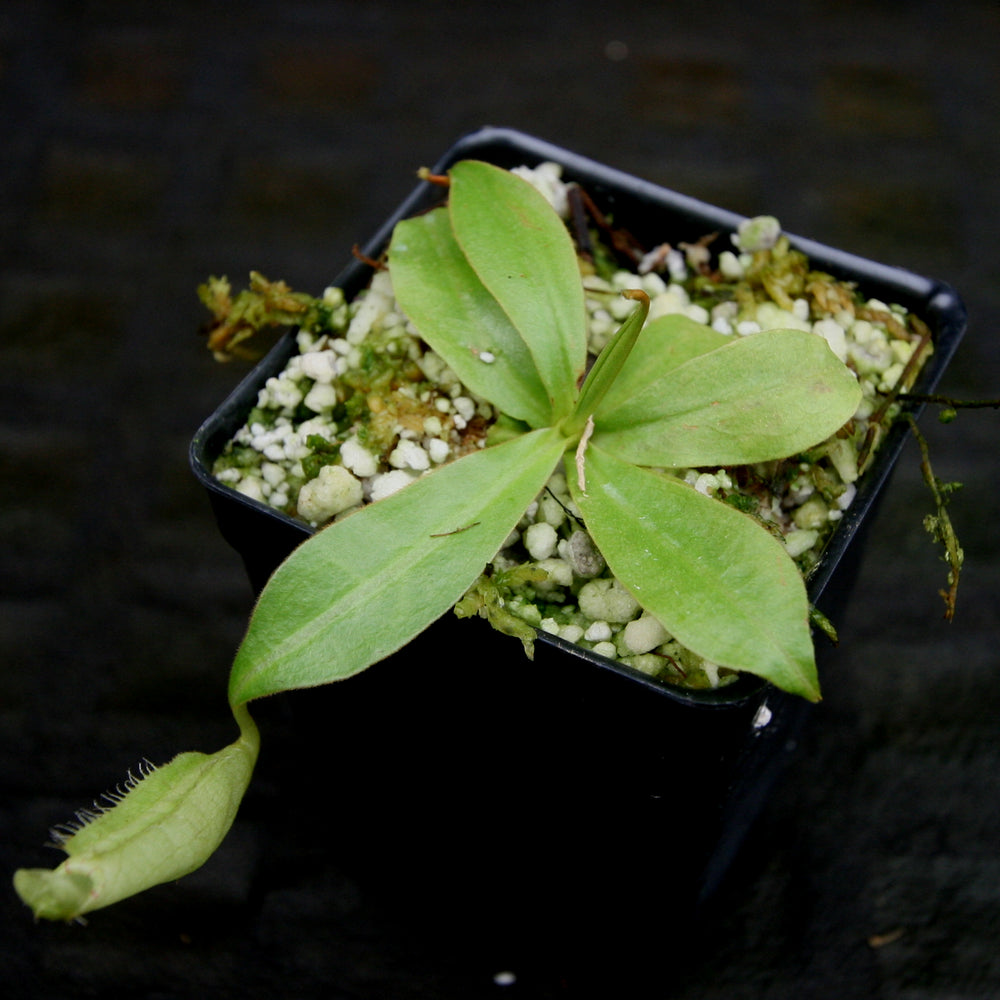 
                      
                        Nepenthes sumatrana
                      
                    
