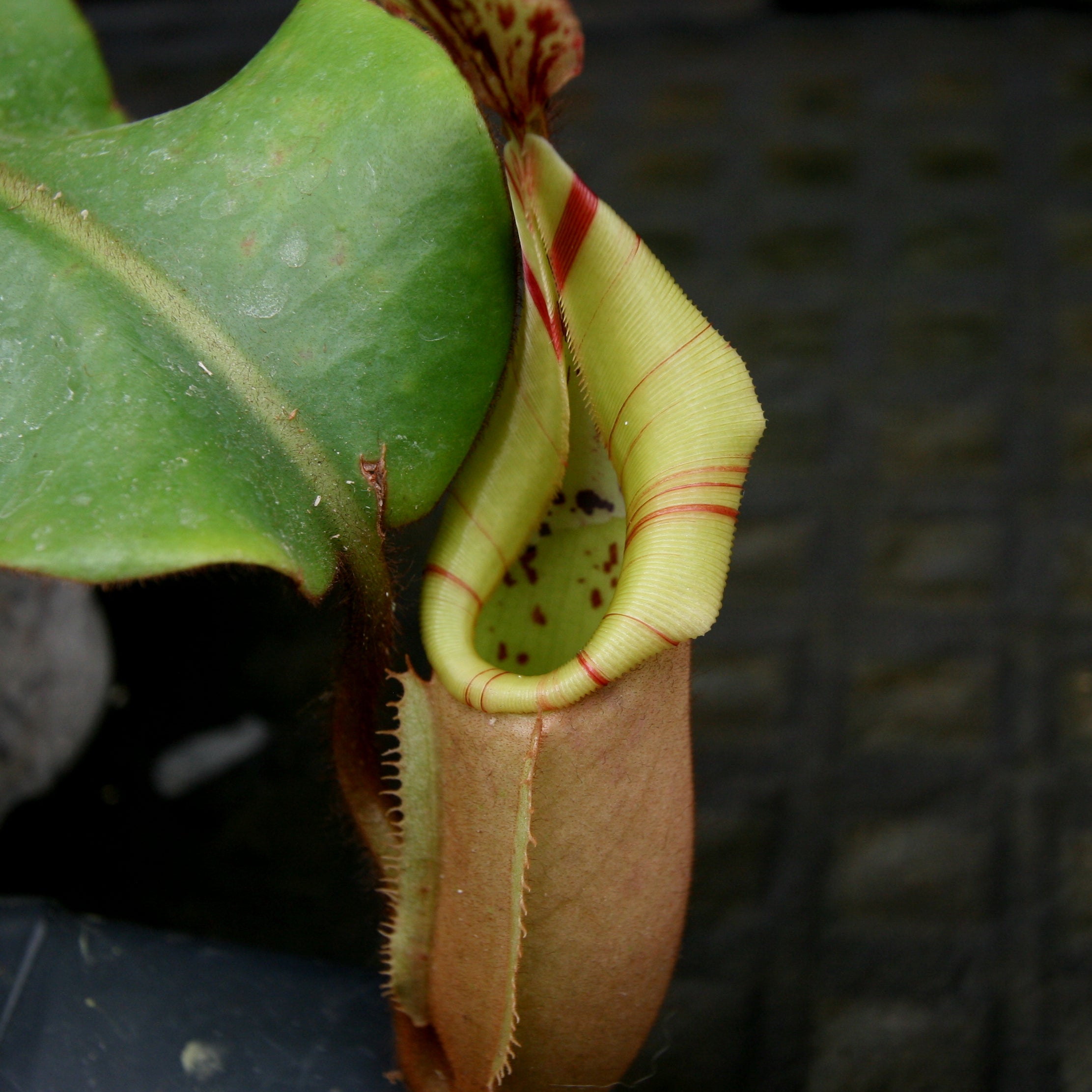 Nepenthes veitchii Maliau Basin – Carnivero