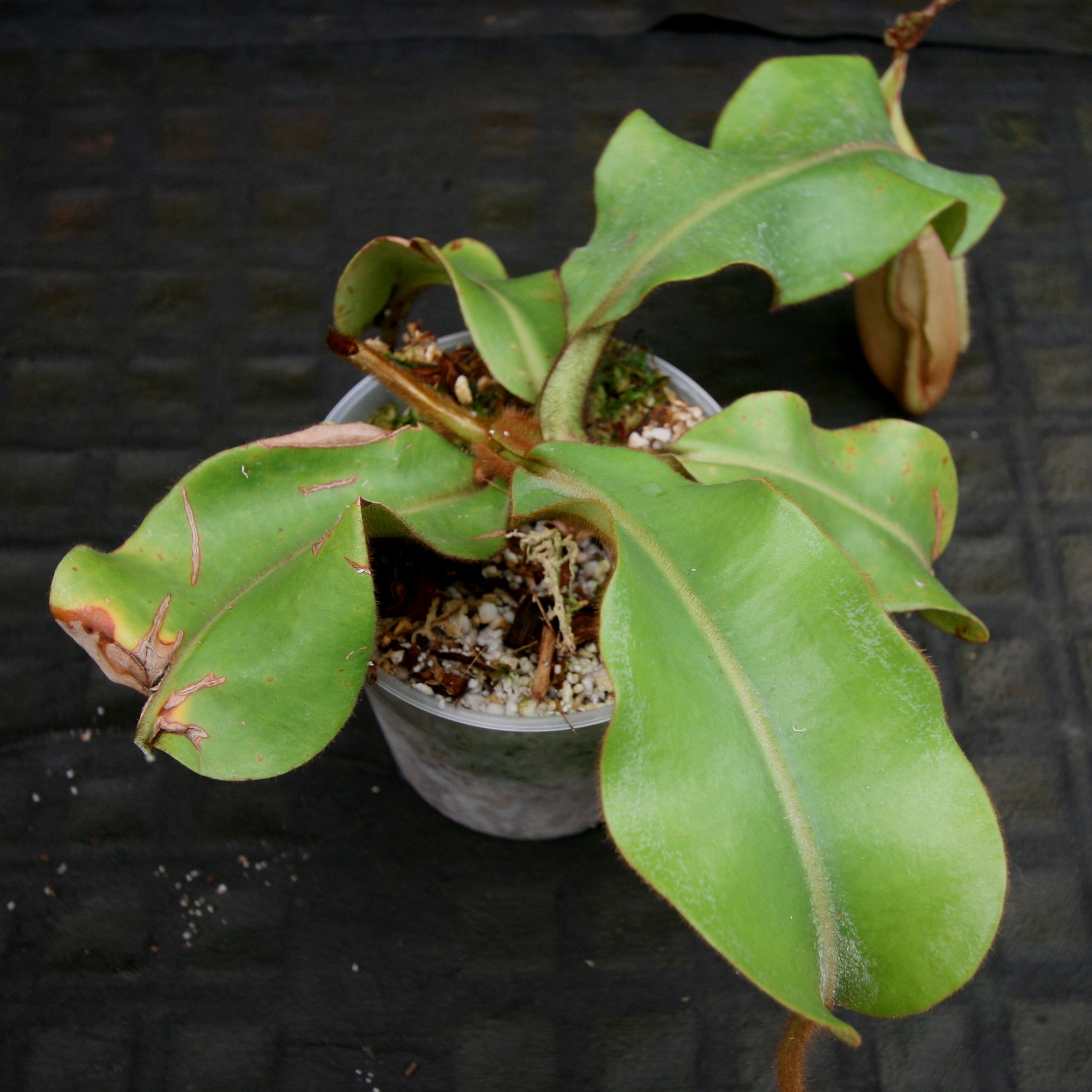 Nepenthes veitchii Maliau Basin – Carnivero