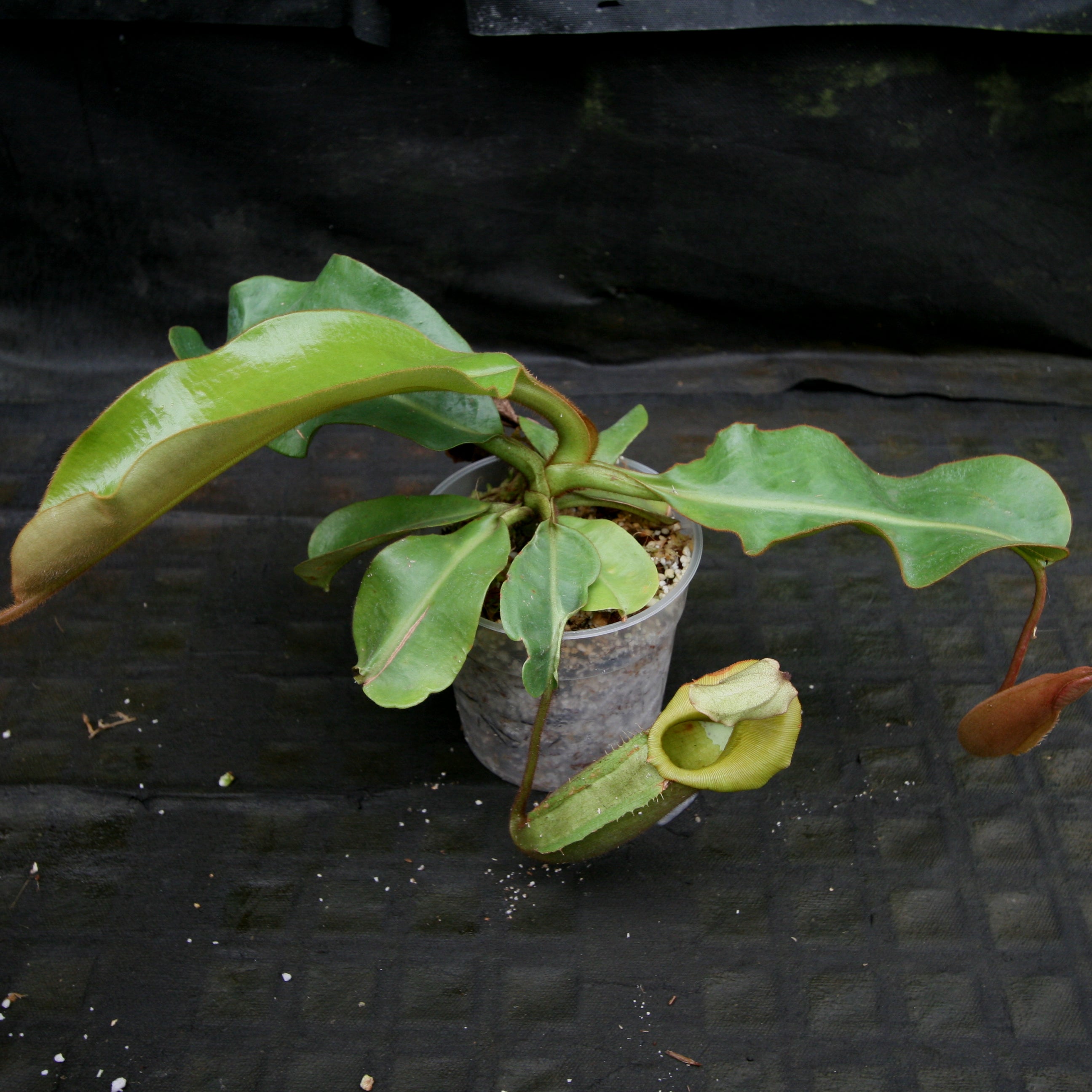 Nepenthes veitchii Maliau Basin – Carnivero