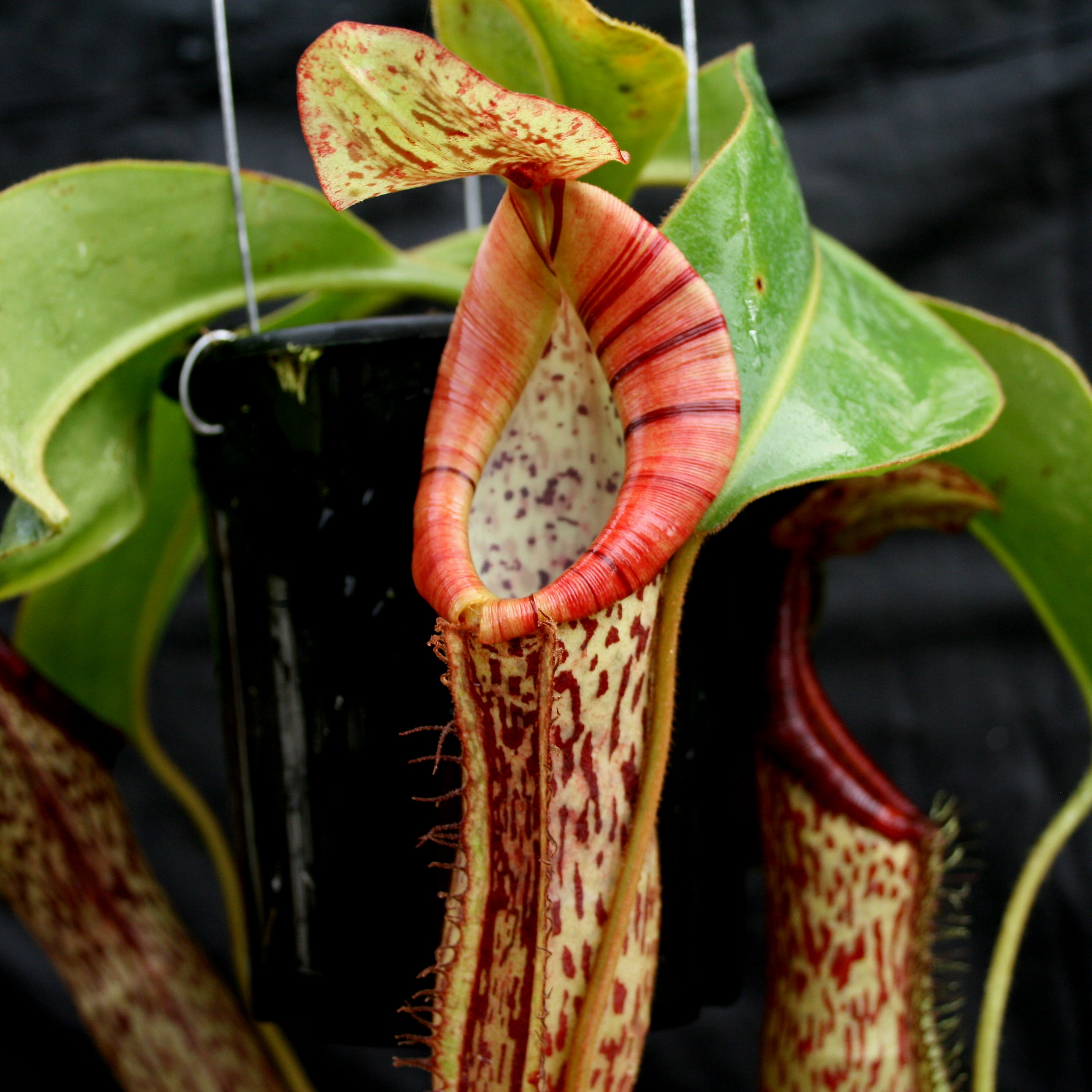 Nepenthes [(lowii x veitchii) x boschiana]-yellow x platychila