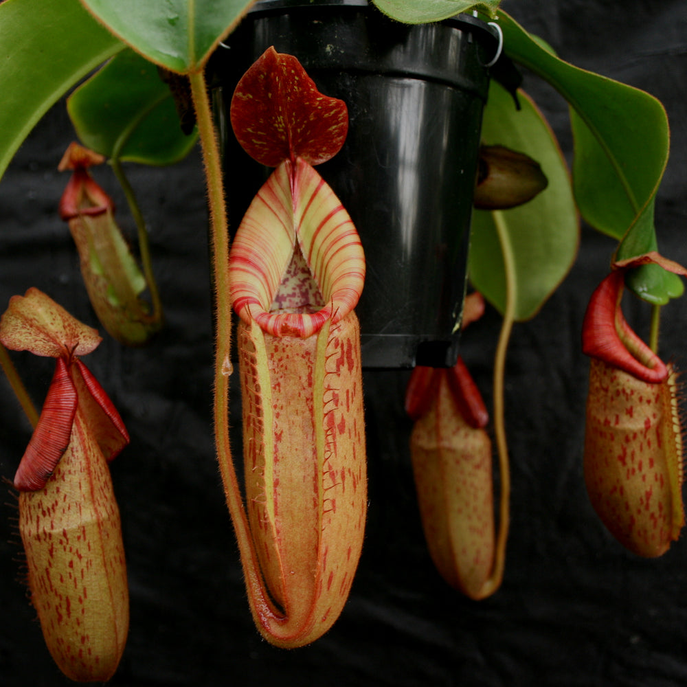 
                      
                        Nepenthes (Rokko x boschiana) x veitchii, CAR-0122
                      
                    