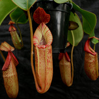 Nepenthes (Rokko x boschiana) x veitchii, CAR-0122