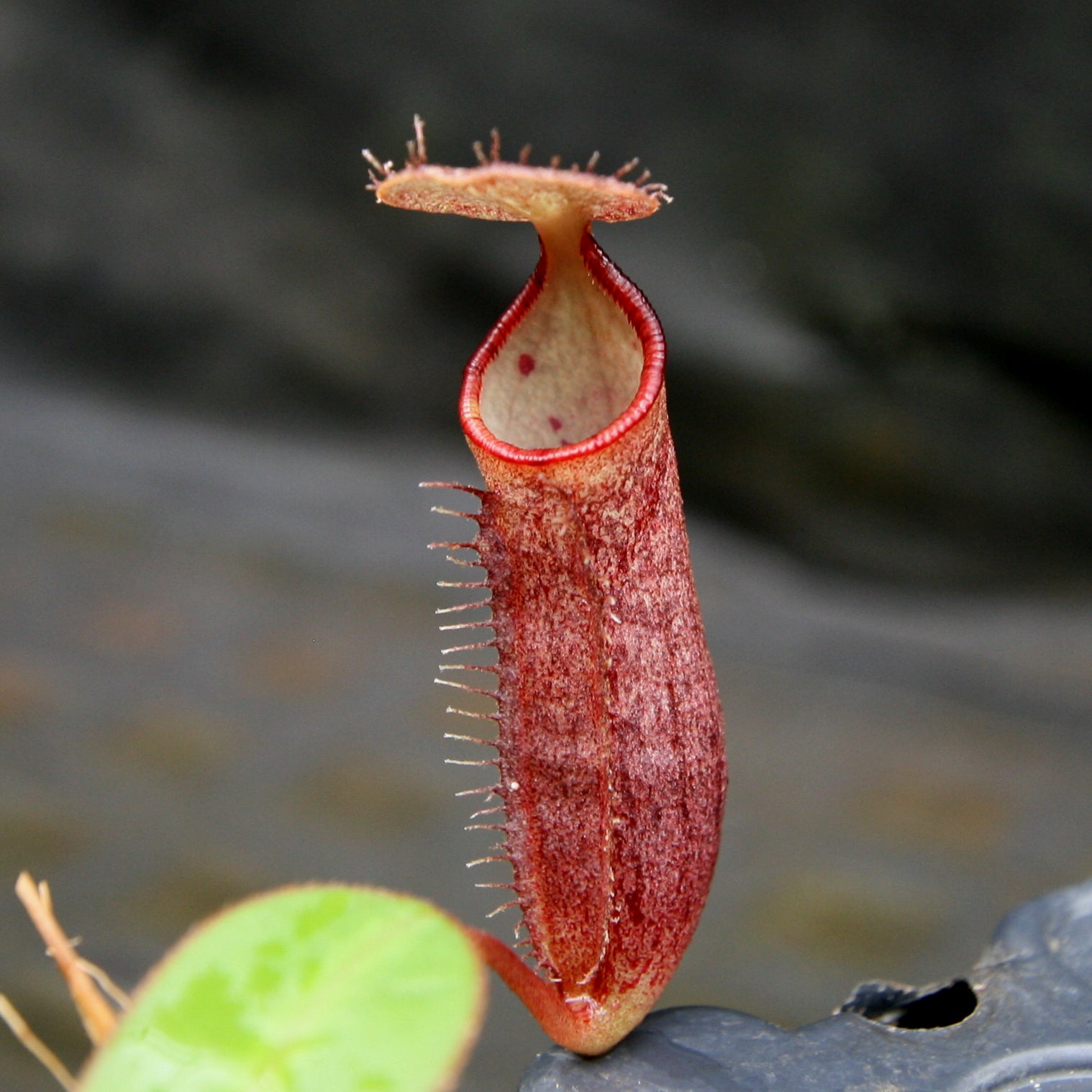 Nepenthes adnata x truncata (c), CAR-0263 – Carnivero