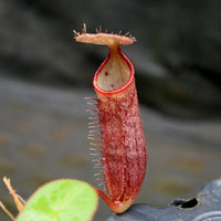 Nepenthes adnata x truncata (c), CAR-0263