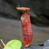 Nepenthes adnata x truncata (c), CAR-0263
