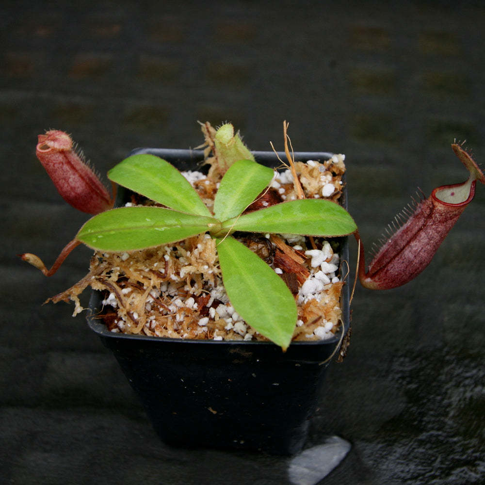 
                      
                        Nepenthes adnata x truncata (c), CAR-0263, pitcher plant, carnivorous plant, collectors plant, large pitchers, rare plants
                      
                    