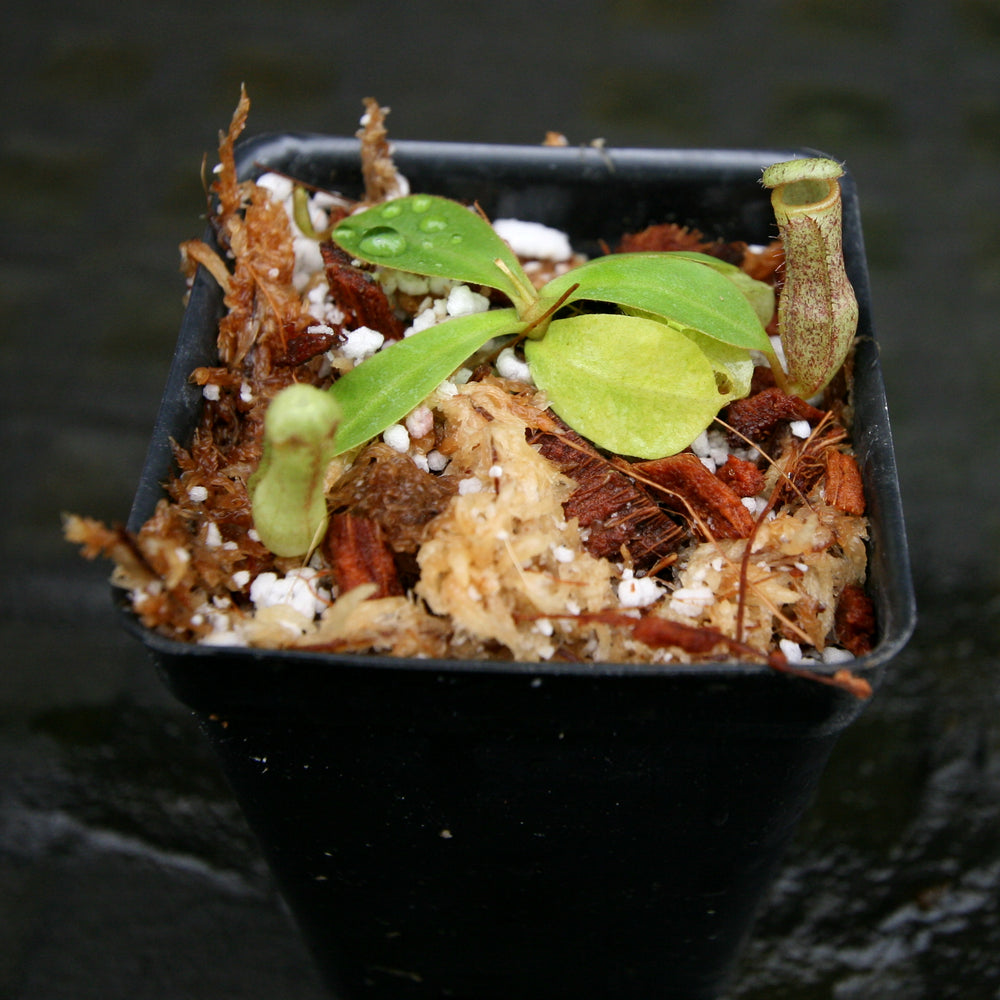 
                      
                        Nepenthes adnata x truncata (c), CAR-0263, pitcher plant, carnivorous plant, collectors plant, large pitchers, rare plants
                      
                    