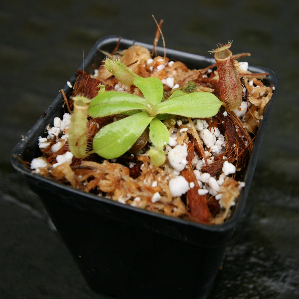 
                      
                        Nepenthes adnata x truncata (c), CAR-0263, pitcher plant, carnivorous plant, collectors plant, large pitchers, rare plants
                      
                    