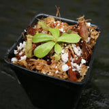 Nepenthes adnata x truncata (c), CAR-0263