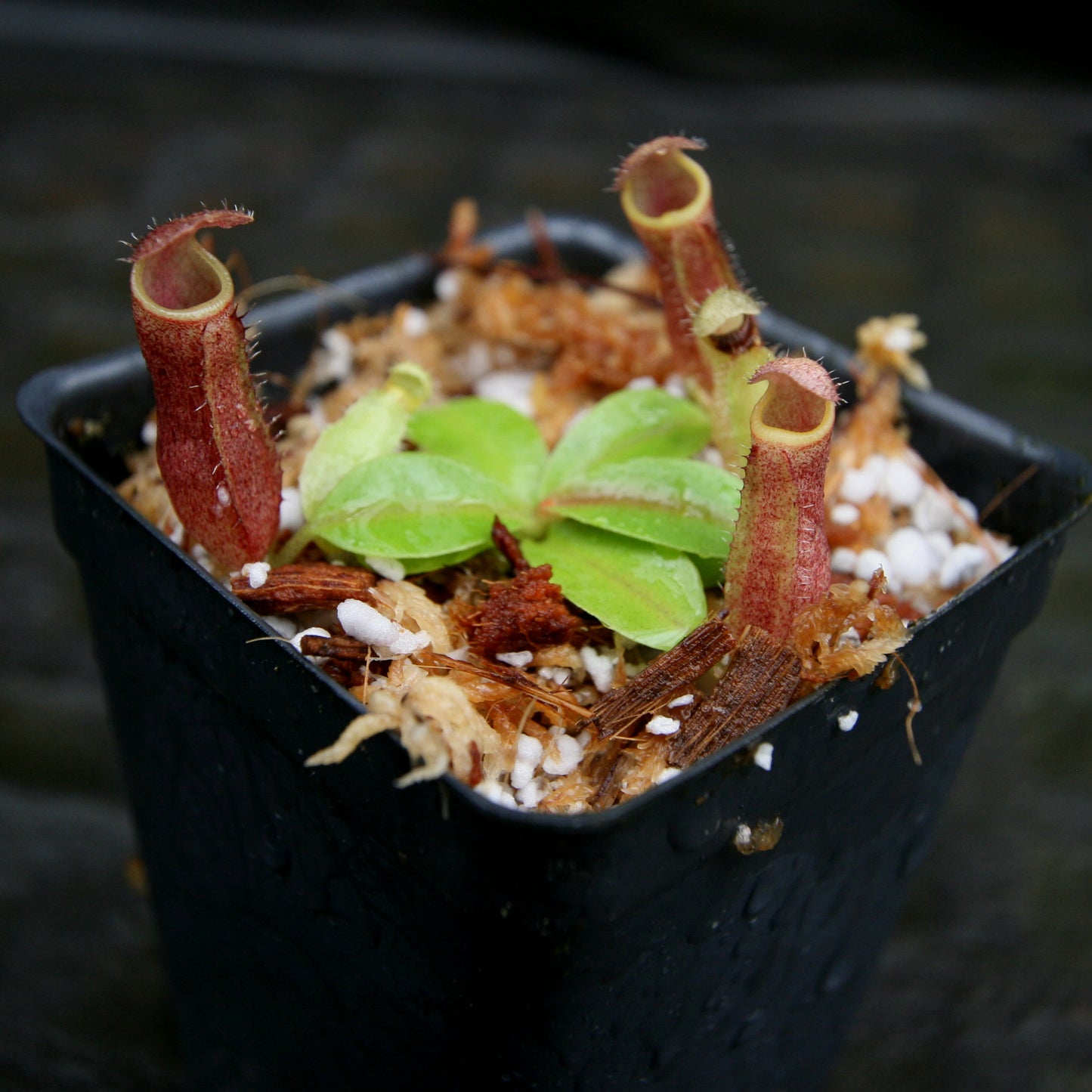 Nepenthes [(lowii x veitchii) x boschiana)] "Red Ruffled" x (truncata x veitchii), CAR-0264
