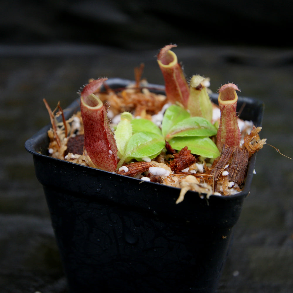 
                      
                        Nepenthes [(lowii x veitchii) x boschiana)] "Red Ruffled" x (truncata x veitchii), CAR-0264
                      
                    