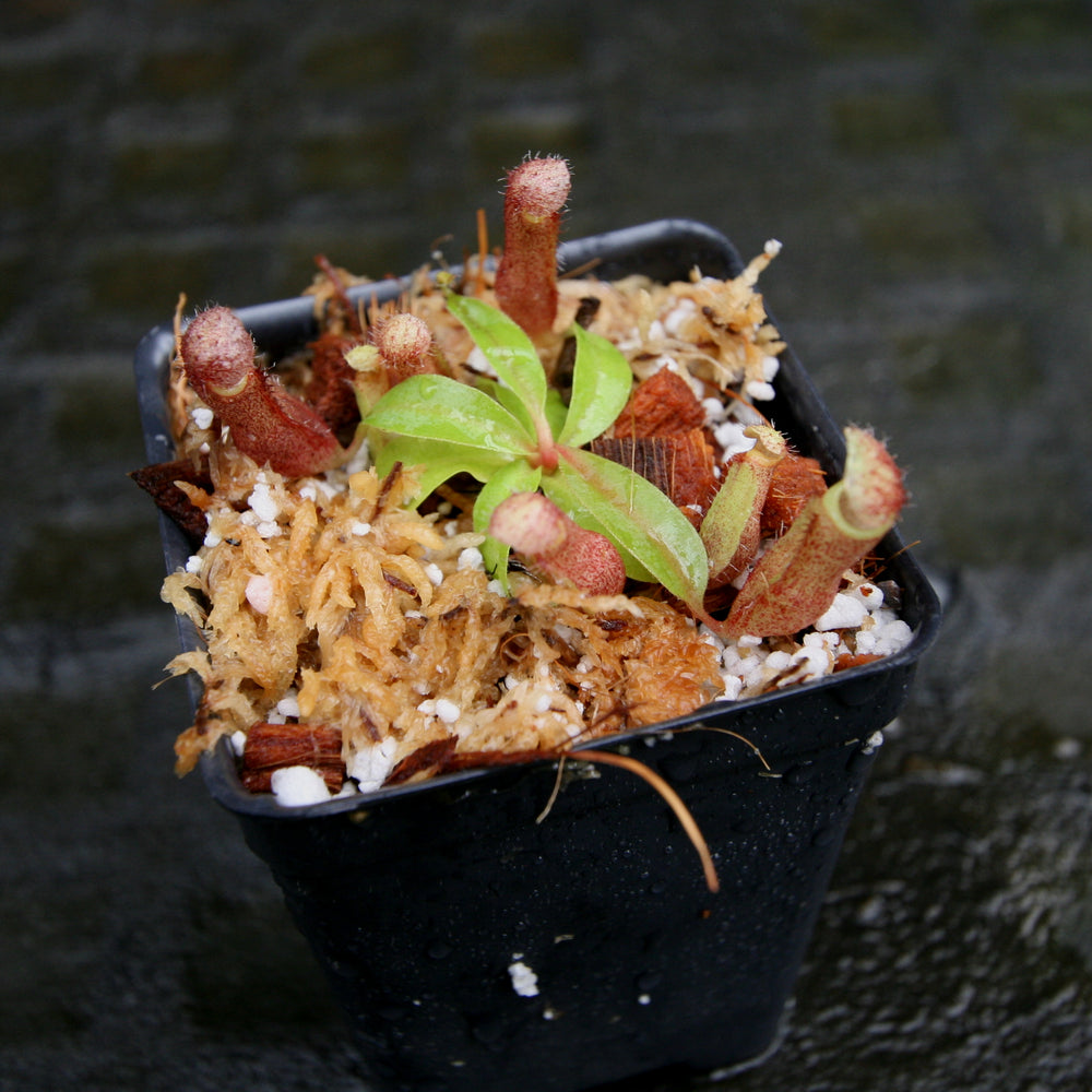 
                      
                        Nepenthes [(lowii x veitchii) x boschiana)] "Red Ruffled" x (truncata x veitchii), CAR-0264
                      
                    