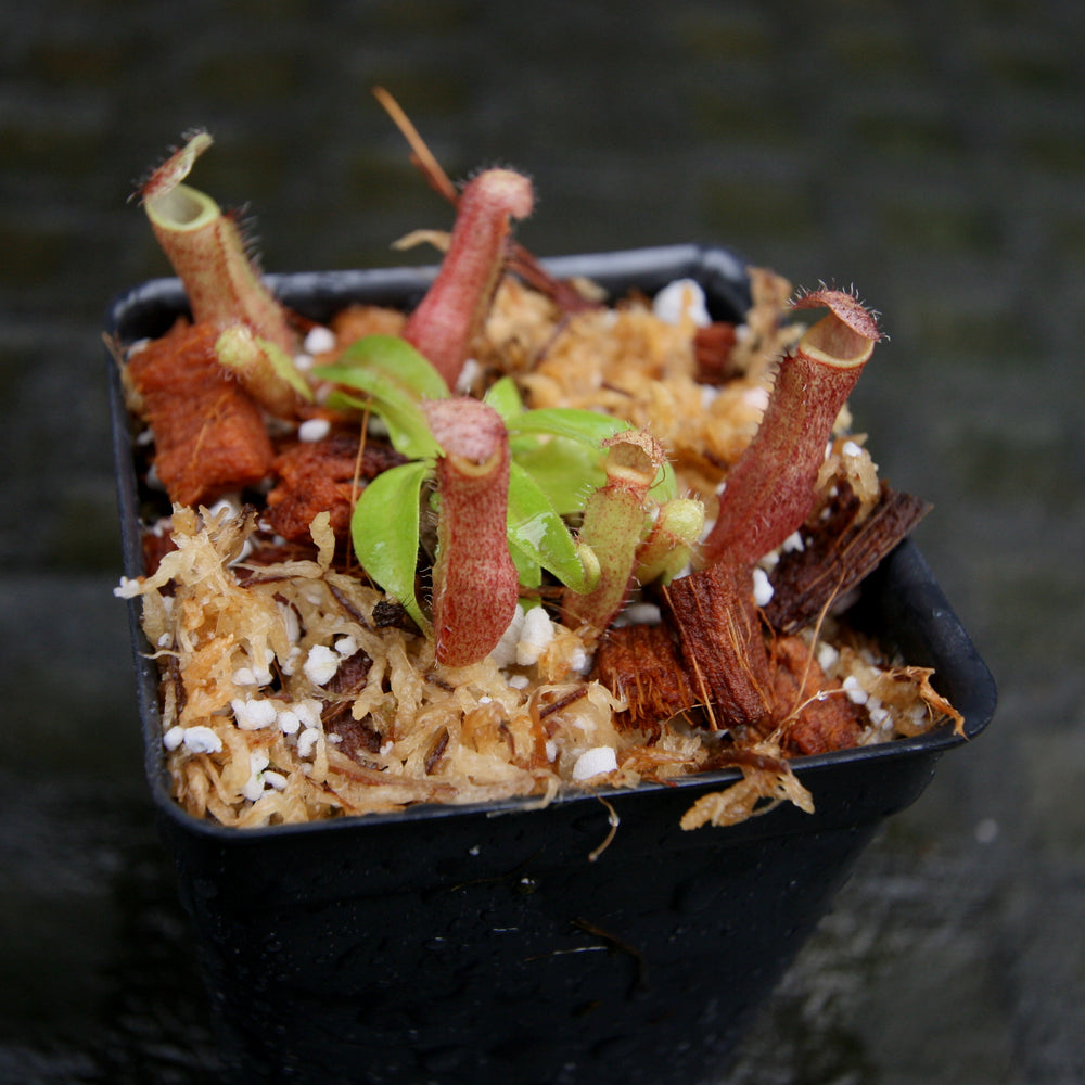 
                      
                        Nepenthes [(lowii x veitchii) x boschiana)] "Red Ruffled" x (truncata x veitchii), CAR-0264
                      
                    