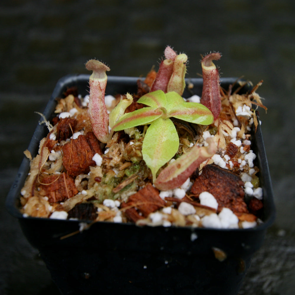 
                      
                        Nepenthes [(lowii x veitchii) x boschiana)] "Red Ruffled" x (truncata x veitchii), CAR-0264
                      
                    