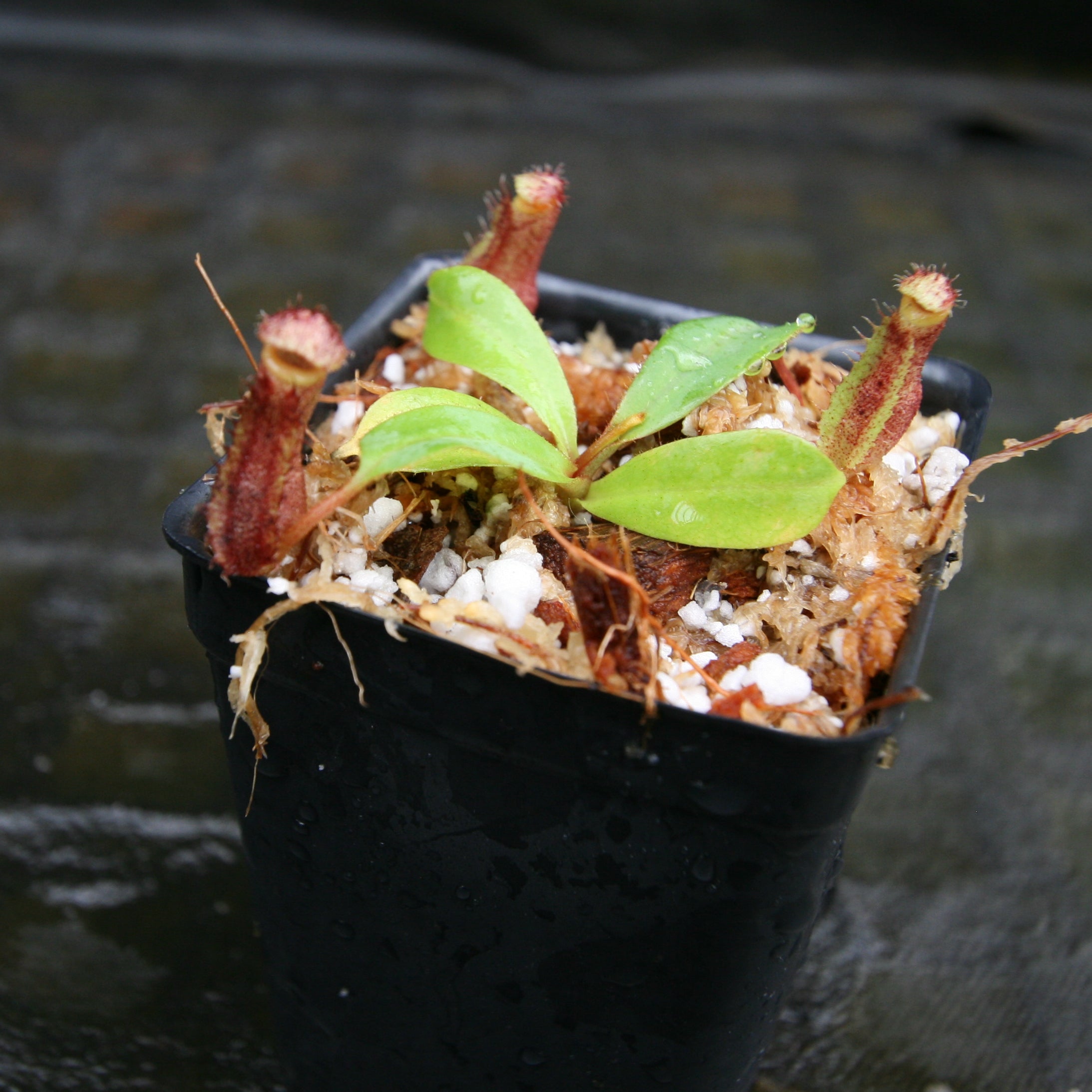 Nepenthes (spectabilis x lowii) x clipeata, CAR-0265 – Carnivero