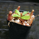 Nepenthes (spectabilis x lowii) x clipeata, CAR-0265
