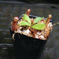 Nepenthes (spectabilis x lowii) x clipeata, CAR-0265
