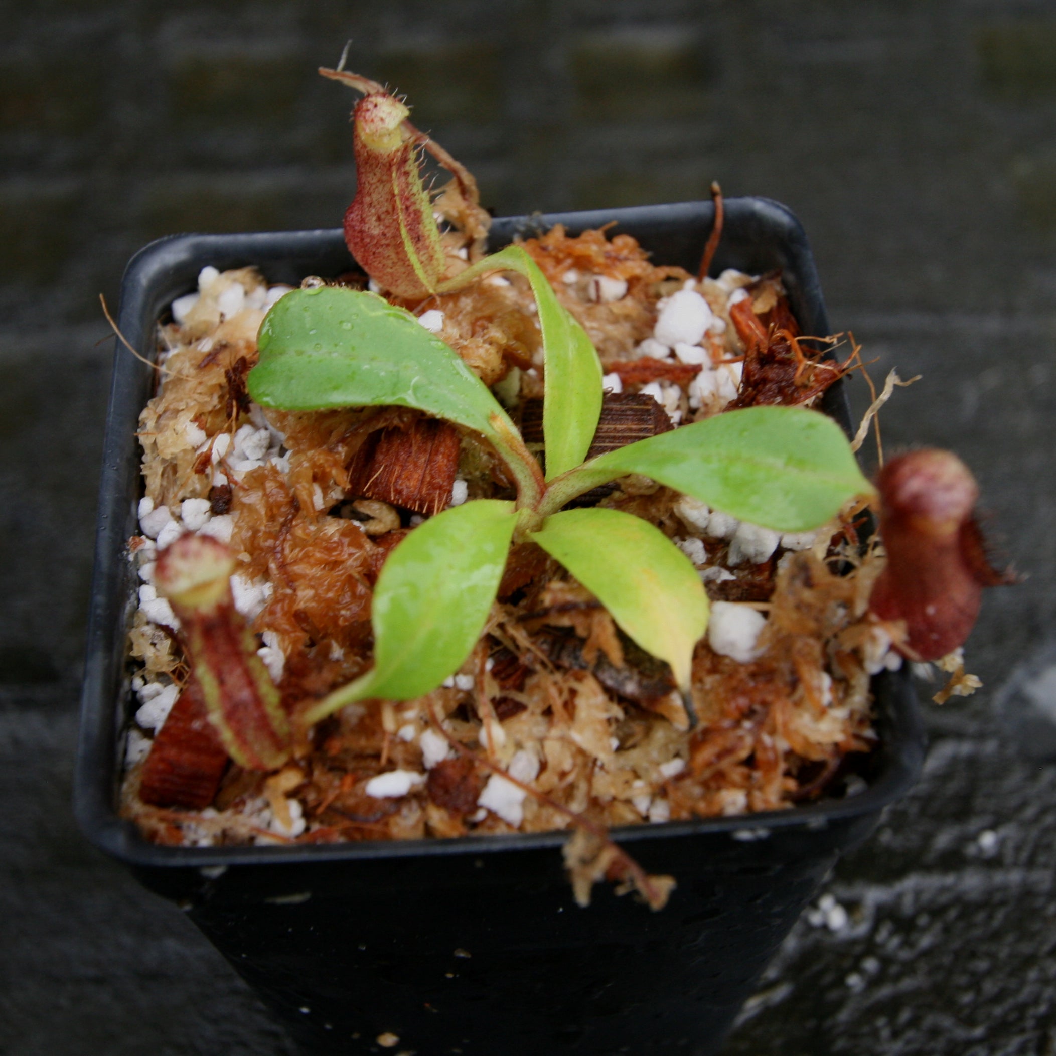 Nepenthes (spectabilis x lowii) x clipeata, CAR-0265 – Carnivero