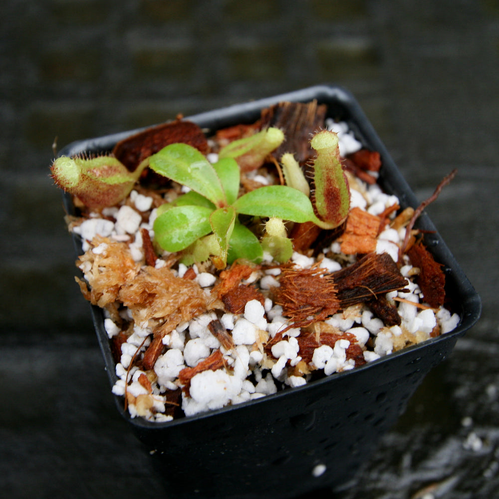 
                      
                        Nepenthes (spectabilis x lowii) x clipeata, CAR-0265
                      
                    