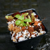 Nepenthes (spectabilis x lowii) x clipeata, CAR-0265