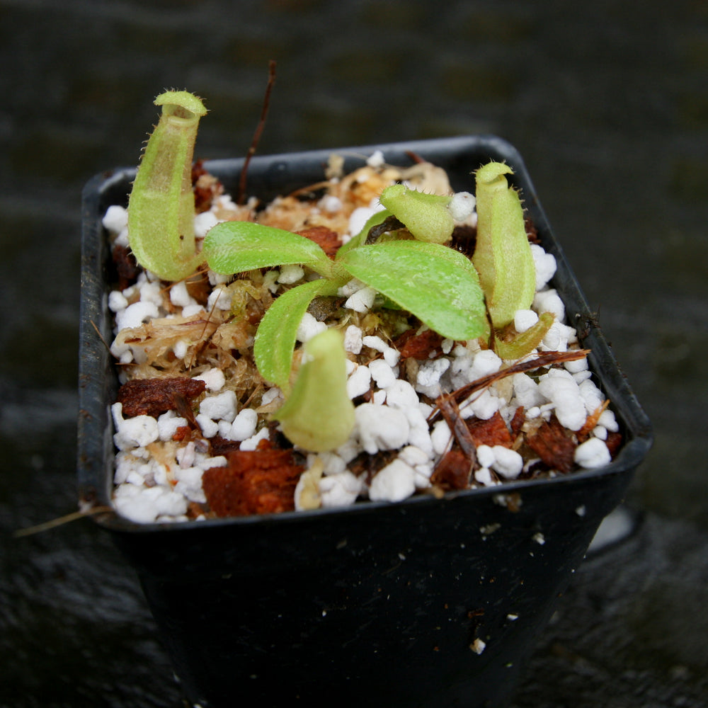 
                      
                        Nepenthes veitchii (Bareo MT x "Cobra"), CAR-0267
                      
                    