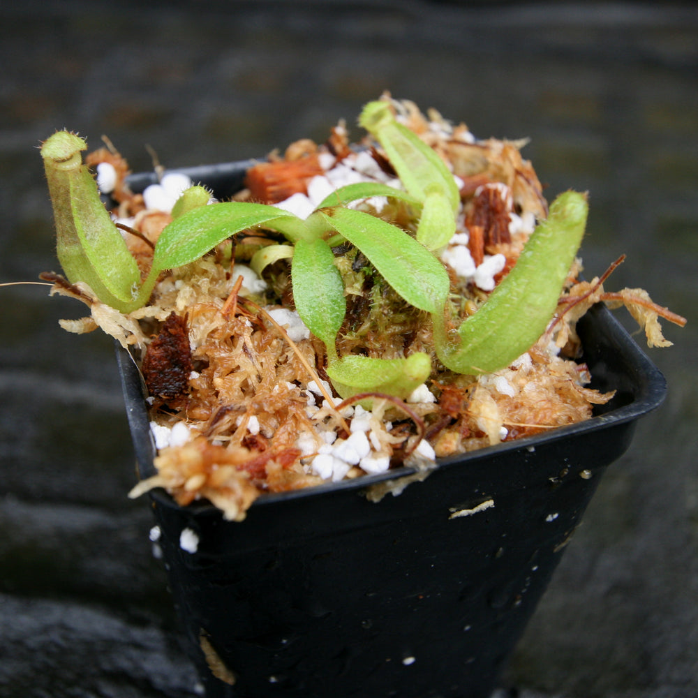 
                      
                        Nepenthes veitchii (Bareo MT x "Cobra"), CAR-0267
                      
                    