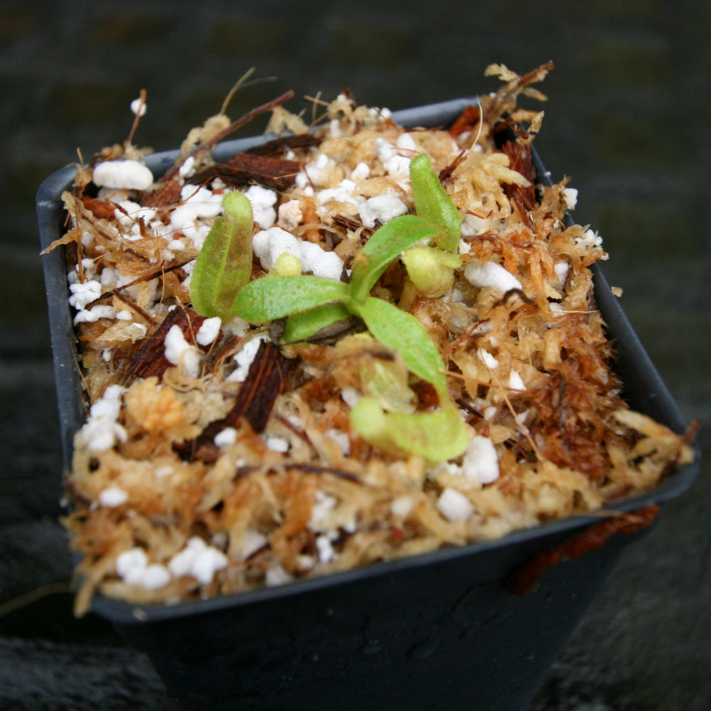 
                      
                        Nepenthes veitchii (Bareo MT x "Cobra"), CAR-0267
                      
                    