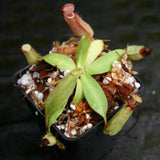 Nepenthes [(Viking x ampullaria) x northiana] x veitchii 'Pink Candy Cane', CAR-0266