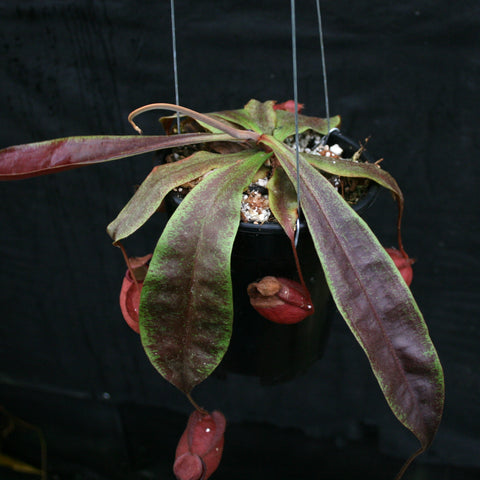 Hanging Nepenthes mirabilis hybrid with long green to maroon leaves and red pitcher traps in a black pot.