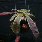 Nepenthes mirabilis var. globosa x (mirabilis var. globosa x ampullaria Black Miracle), CAR-0157