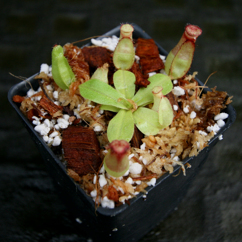 
                      
                        Nepenthes [(Viking x ampullaria) x northiana] x veitchii 'Pink Candy Cane', CAR-0266
                      
                    