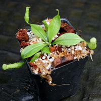 Nepenthes bicalcarata (Orange x Red), CAR-0268