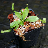 Nepenthes bicalcarata (Orange x Red), CAR-0268