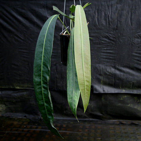 Anthurium vittarifolium with long slender pale green leaves hanging from a pot.