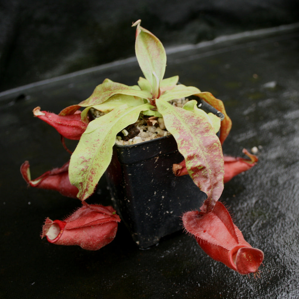 
                      
                        Nepenthes mirabilis var. globosa x (mirabilis var. globosa x ampullaria Black Miracle), CAR-0157
                      
                    