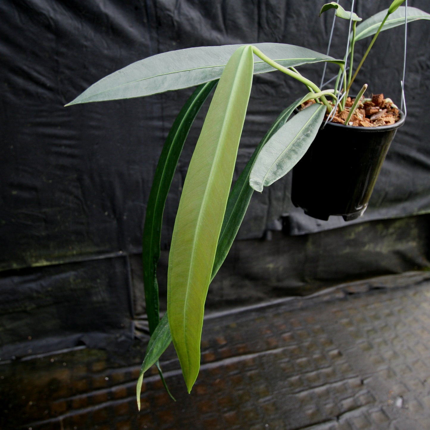 vittarifolium anthurium Anthurium vittarifolium – Carnivero