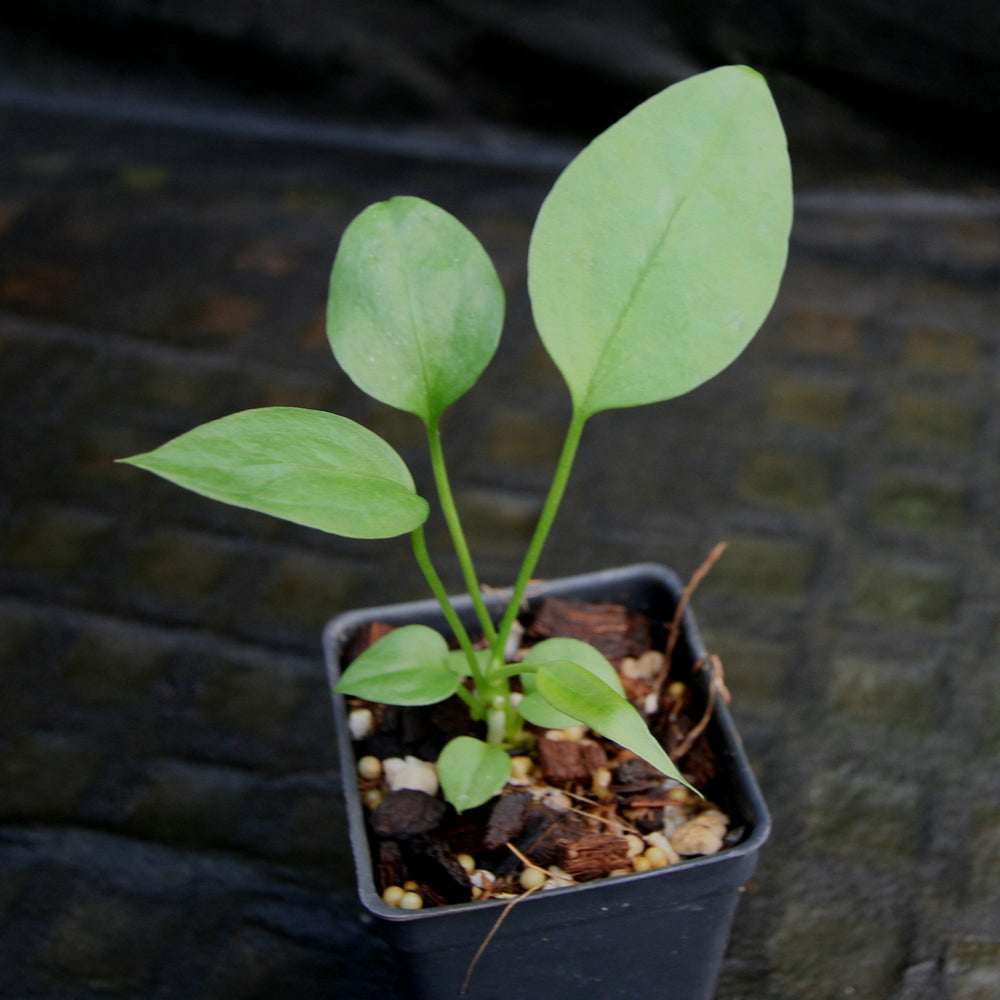 
                      
                        Anthurium vittarifolium
                      
                    