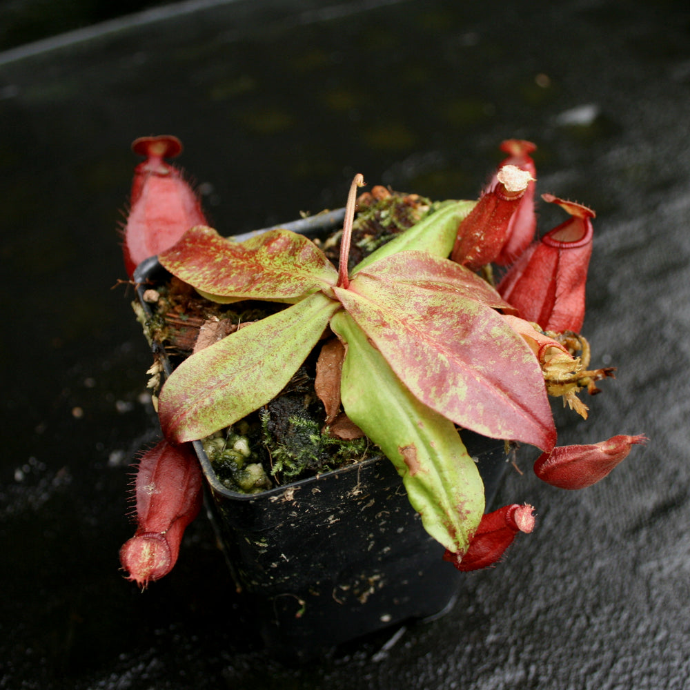
                      
                        Nepenthes mirabilis var. globosa x (mirabilis var. globosa x ampullaria Black Miracle), CAR-0157
                      
                    