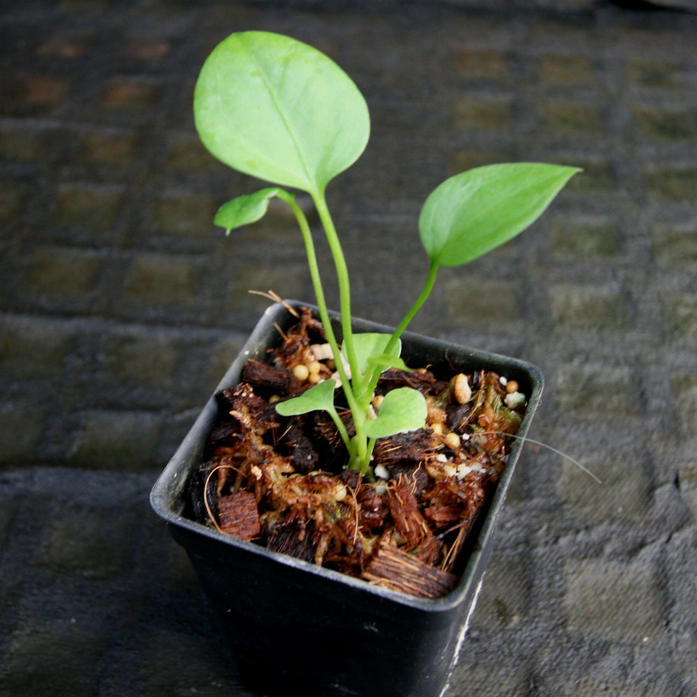 
                      
                        Anthurium vittarifolium
                      
                    