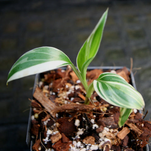 Musa Nono pink variegated banana plant with broad cream and green striped leaves in a small pot.