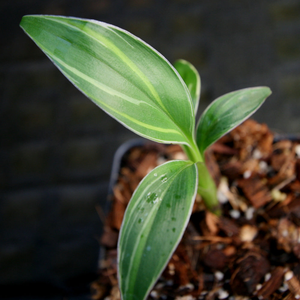 Musa "Nono" - Pink Variegated Banana