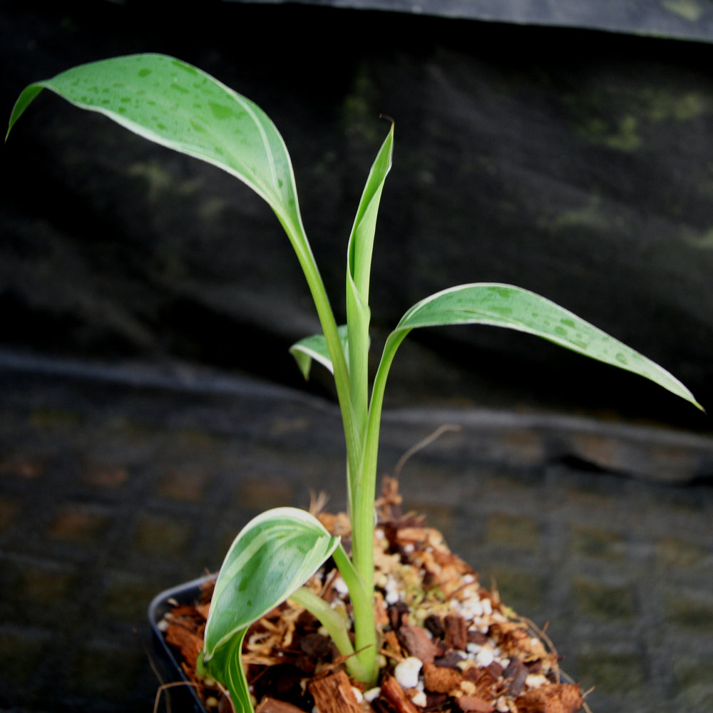 
                      
                        Musa "Nono" - Pink Variegated Banana
                      
                    